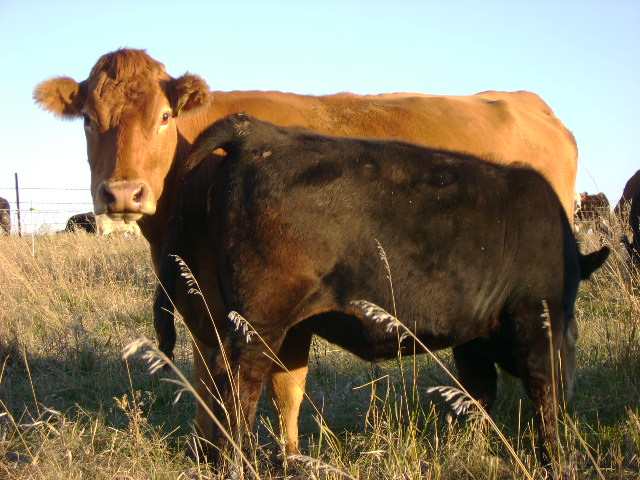 Balancer Cattle